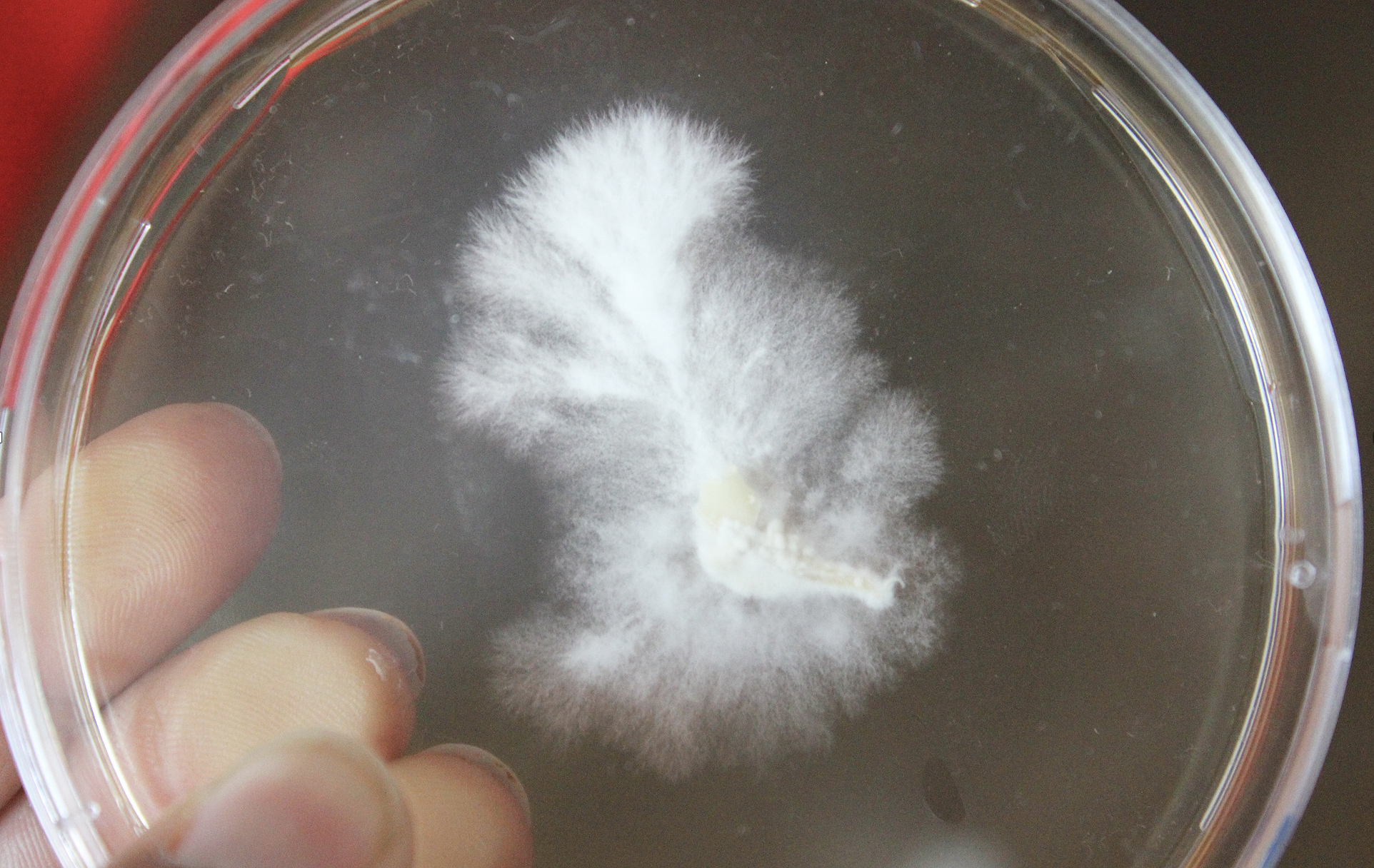 mycelium growing on an agar substrate