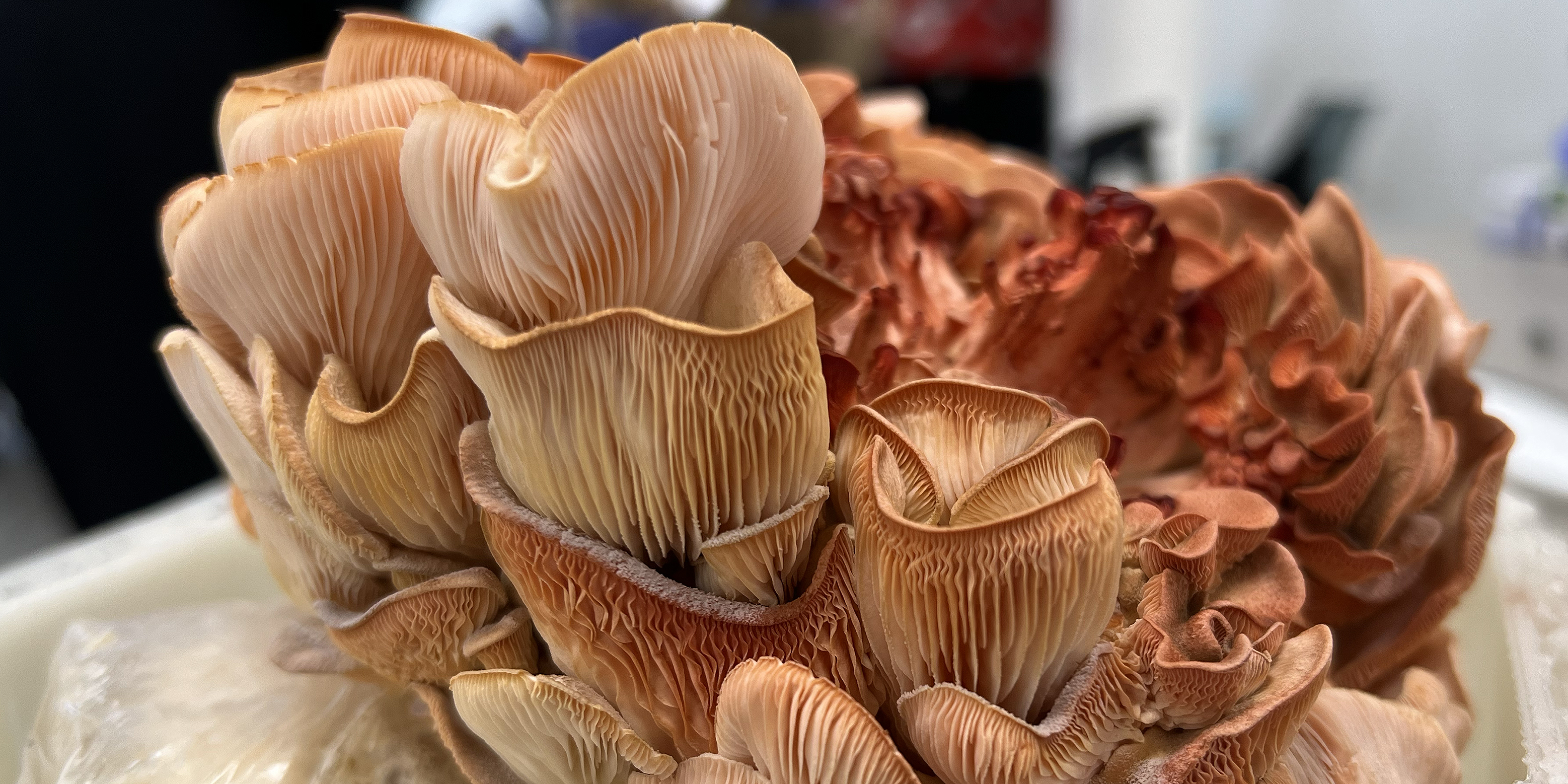 a glorious pink oyster mushroom cultivated by grad student Yitao Yuan