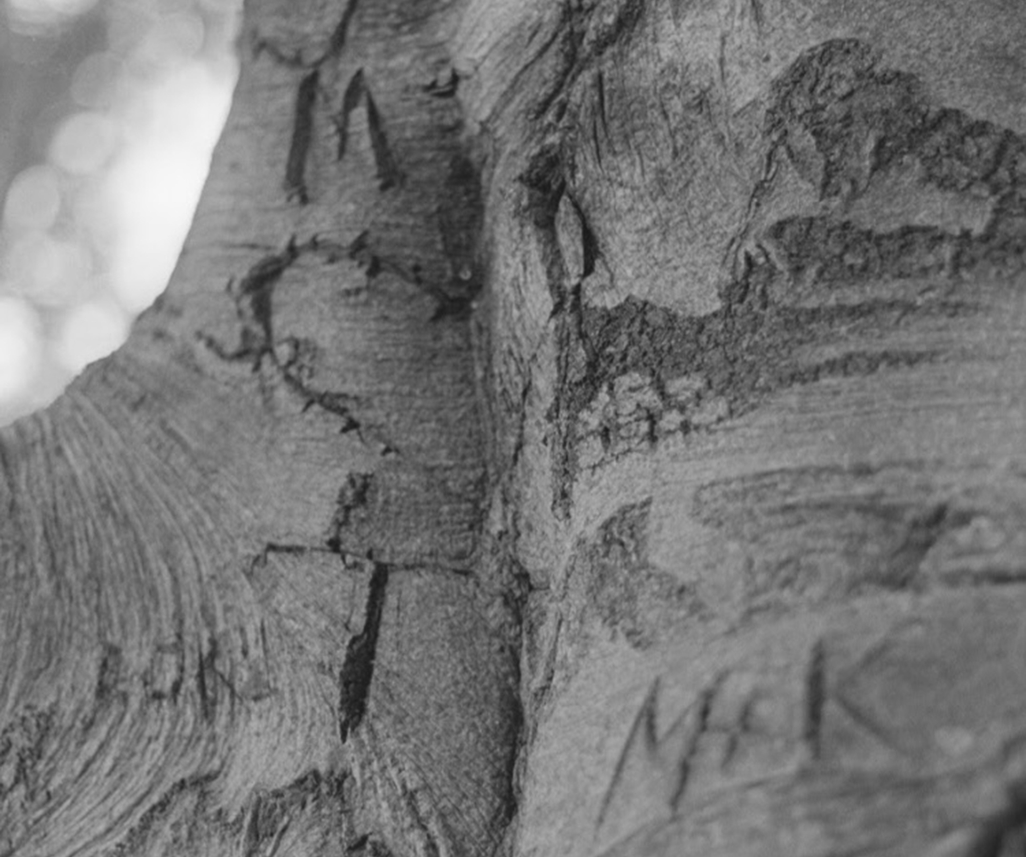 the scarred, carved trunk of an old beech tree