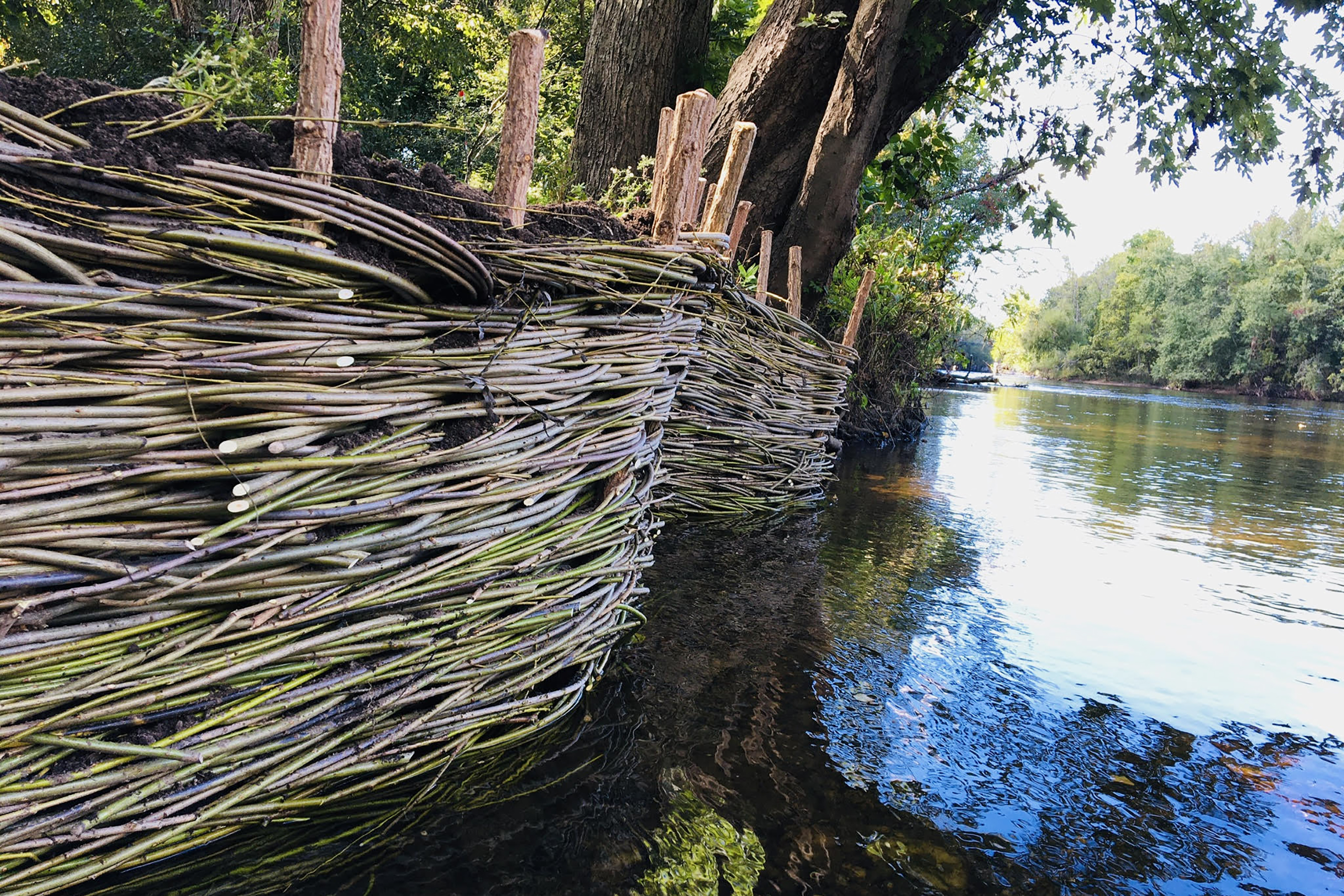 A willow weaving test strip used for erosion control along the Blackstone River