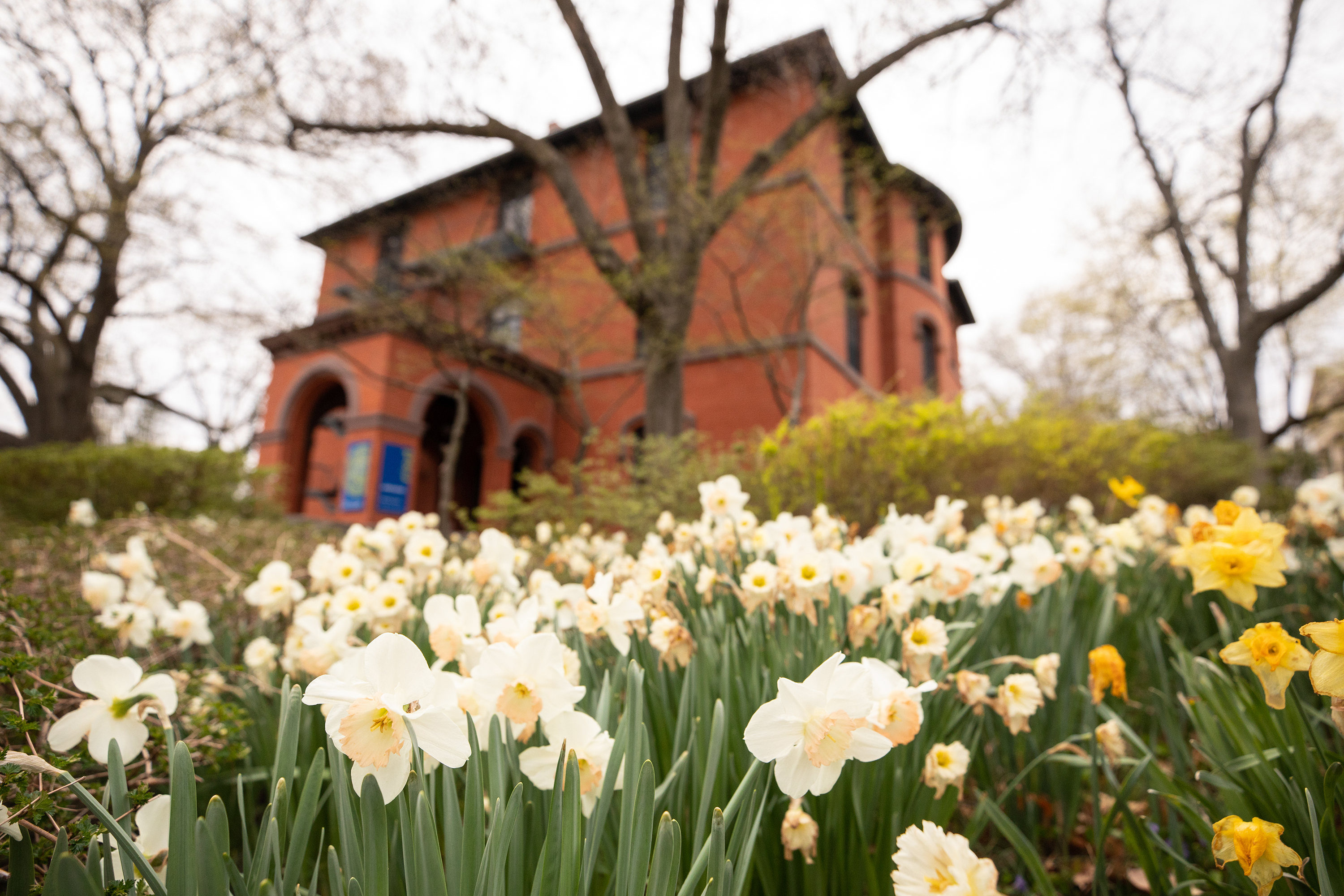 daffodils blooming near Woods-Gerry House
