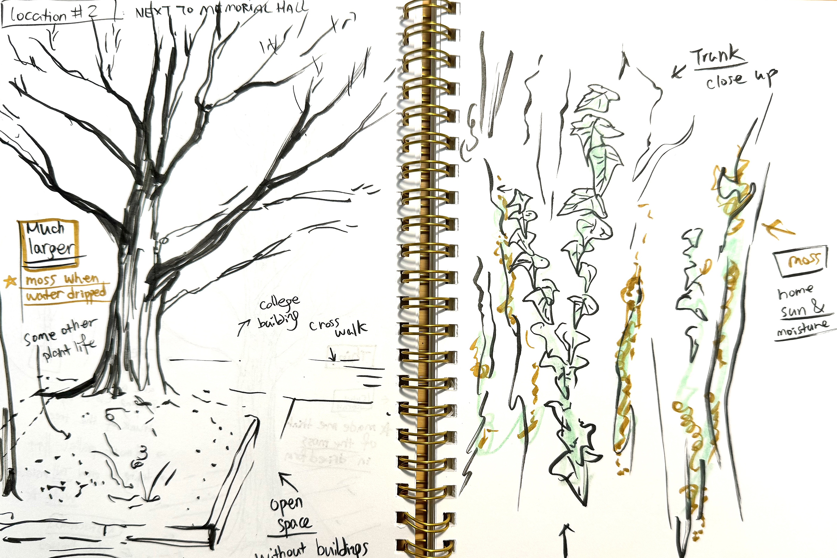 page from a student journal with sketches of trees