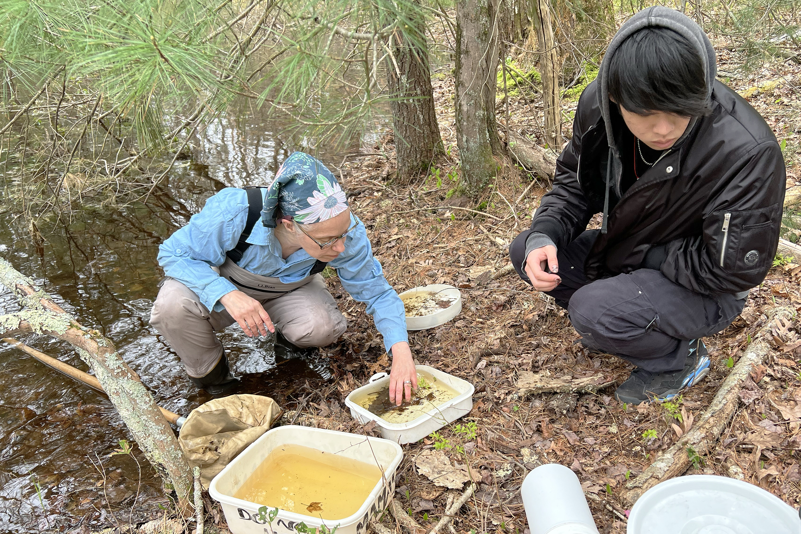 faculty member and student crouch at the edge of a pool and examine collected organisms