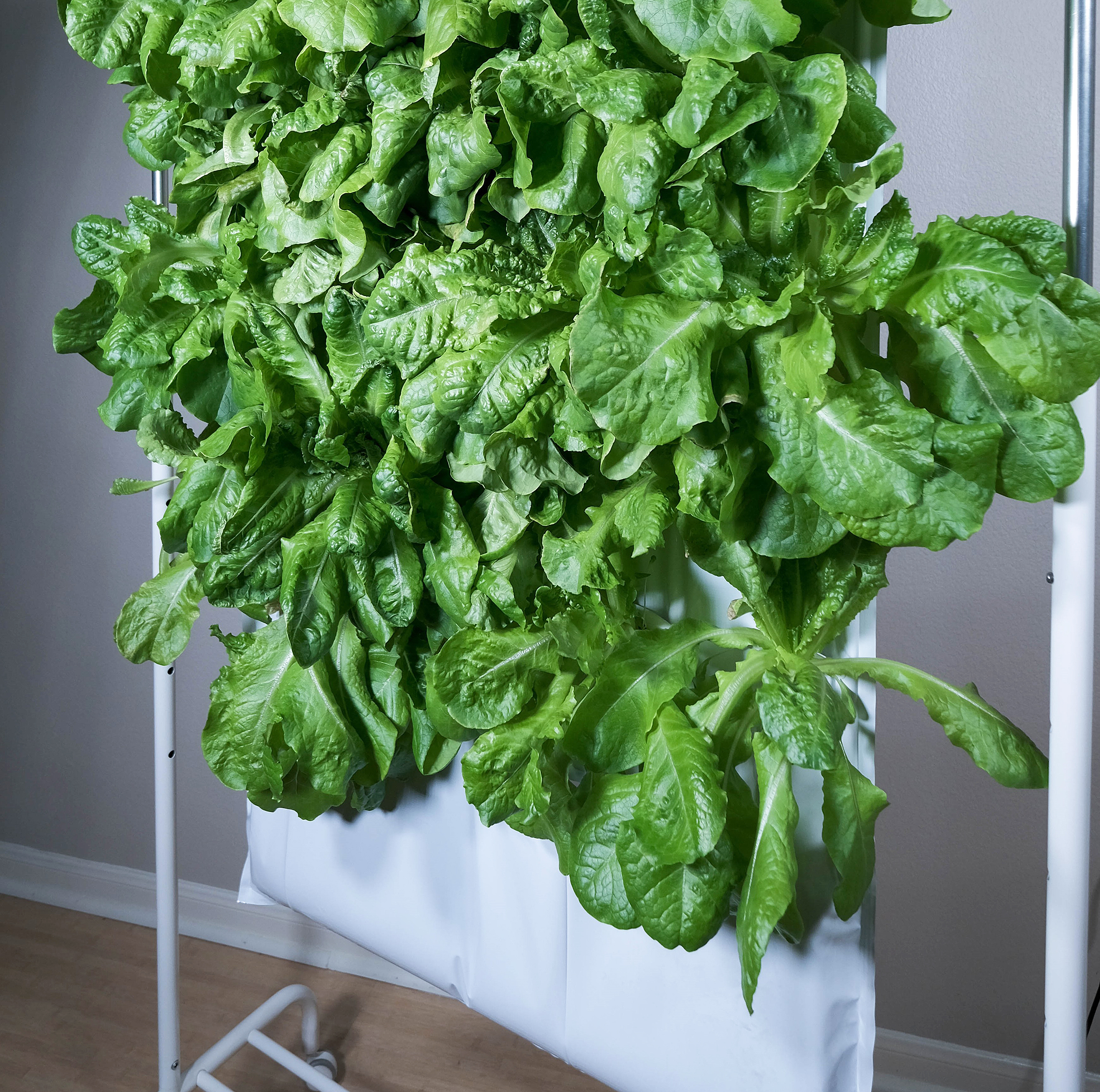 greens growing indoors using Soilless technology