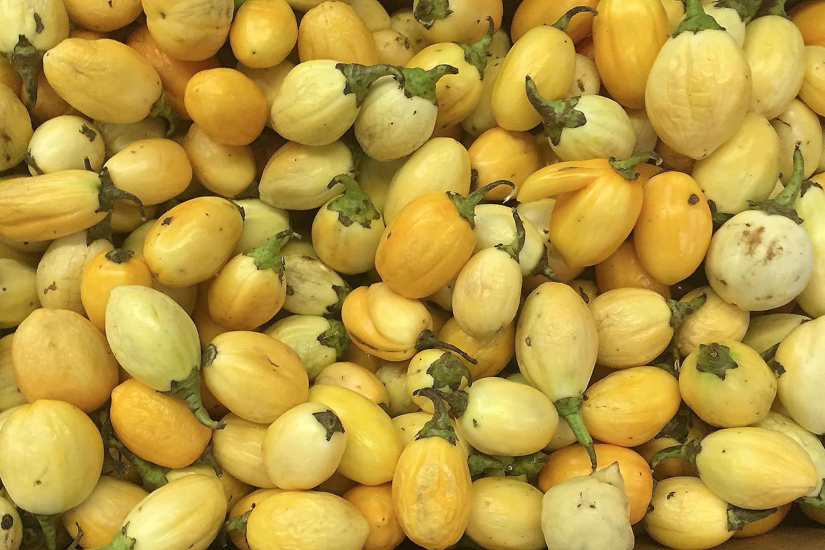 photograph of African vegetable known as garden egg