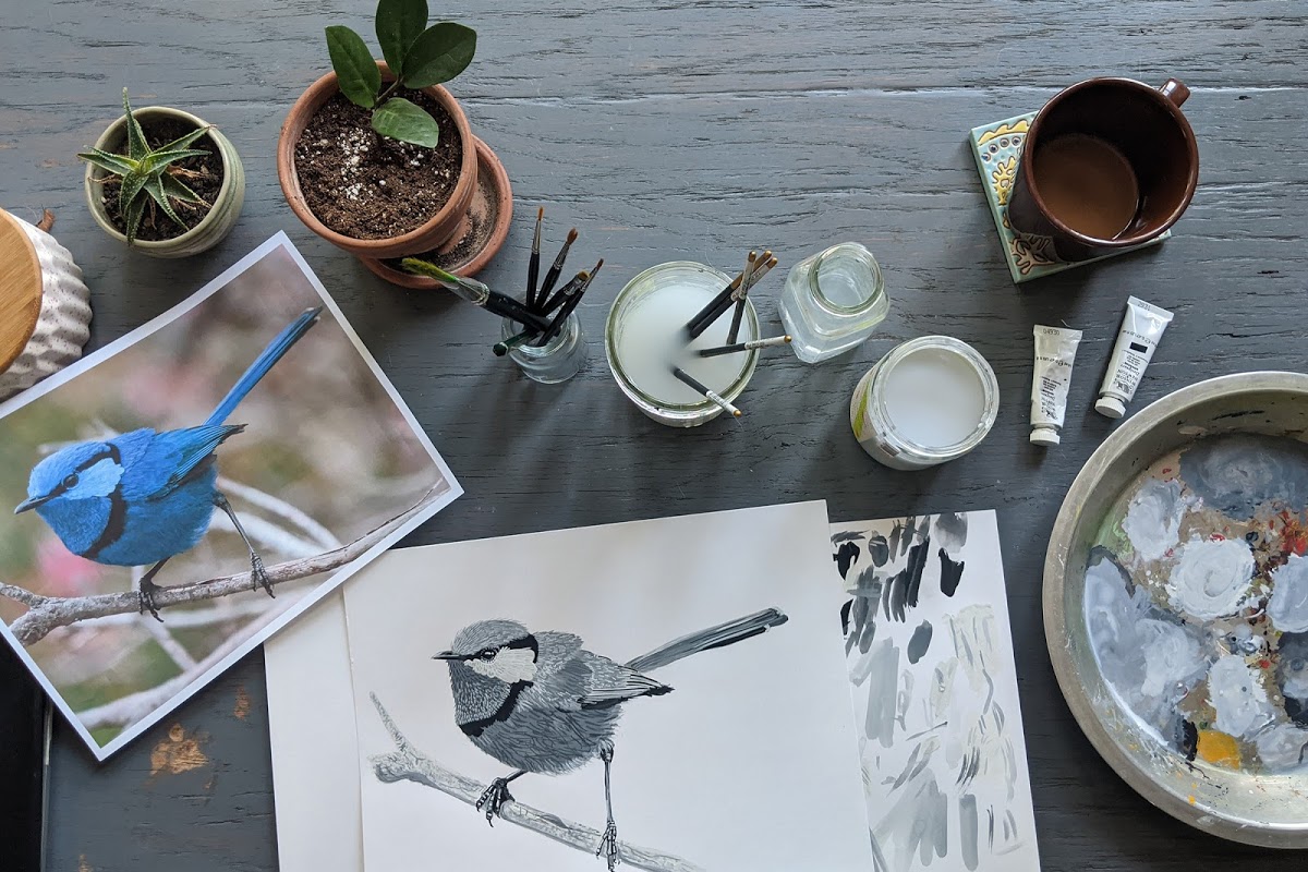 Splended Fairywren, a piece in progress by Natural Science Illustration Certificate Program student Emily Lewis