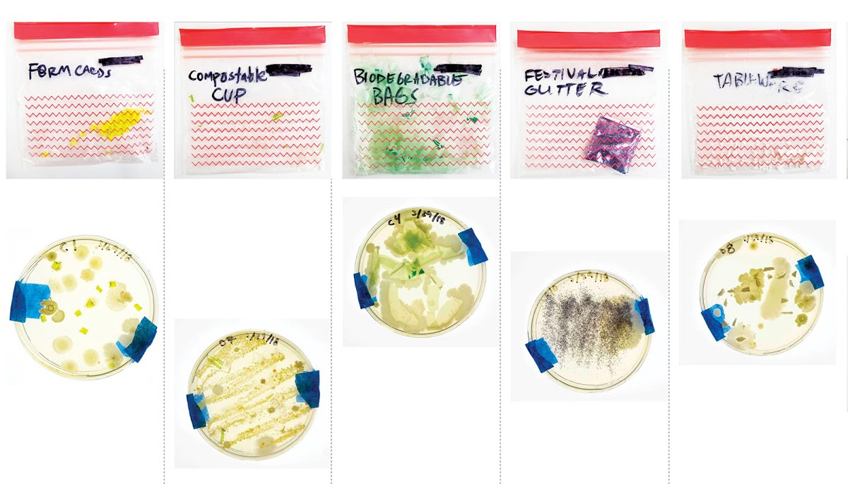 Bacteria samples, Megan Valanidas MID 18