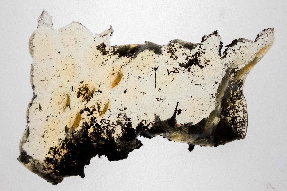A lump of bioplastic made by Megan Valanidas MID 18