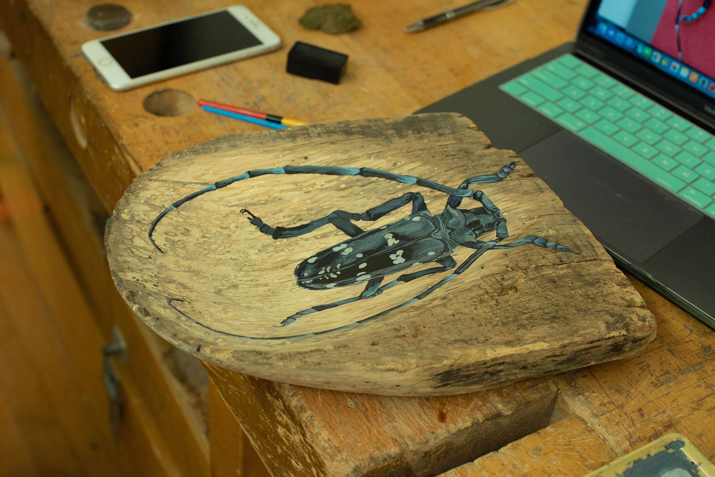 painted Japanese longhorn beetle