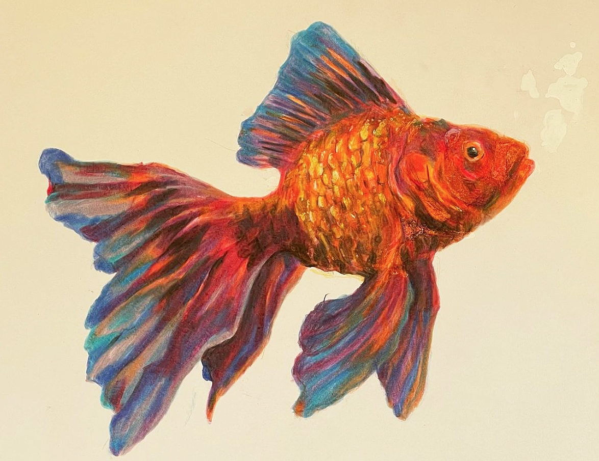 orange fish illustration