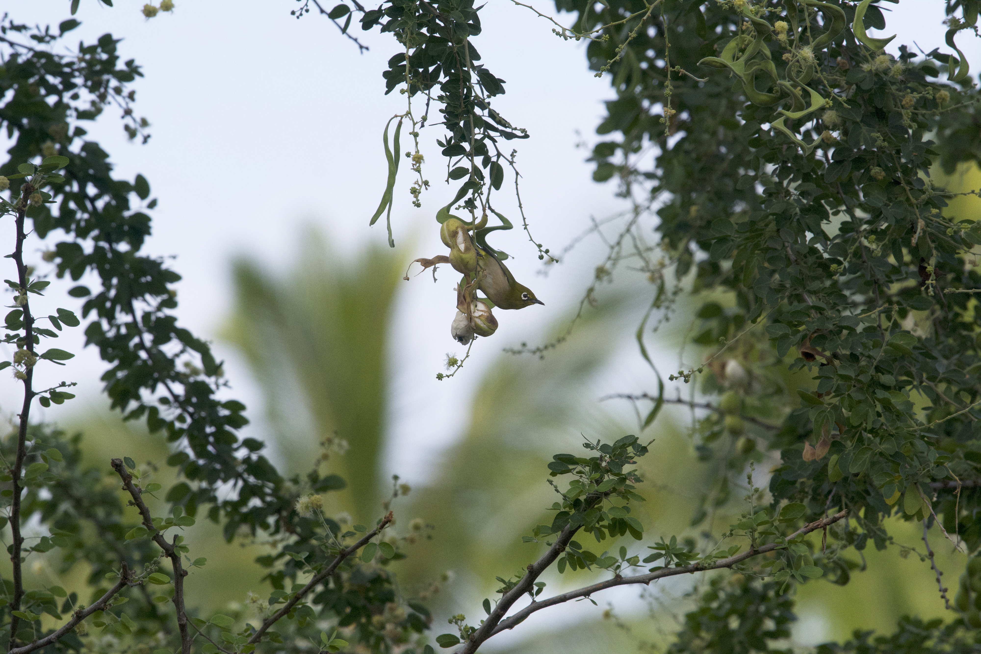 a Japanese white-eye warbler in a tree
