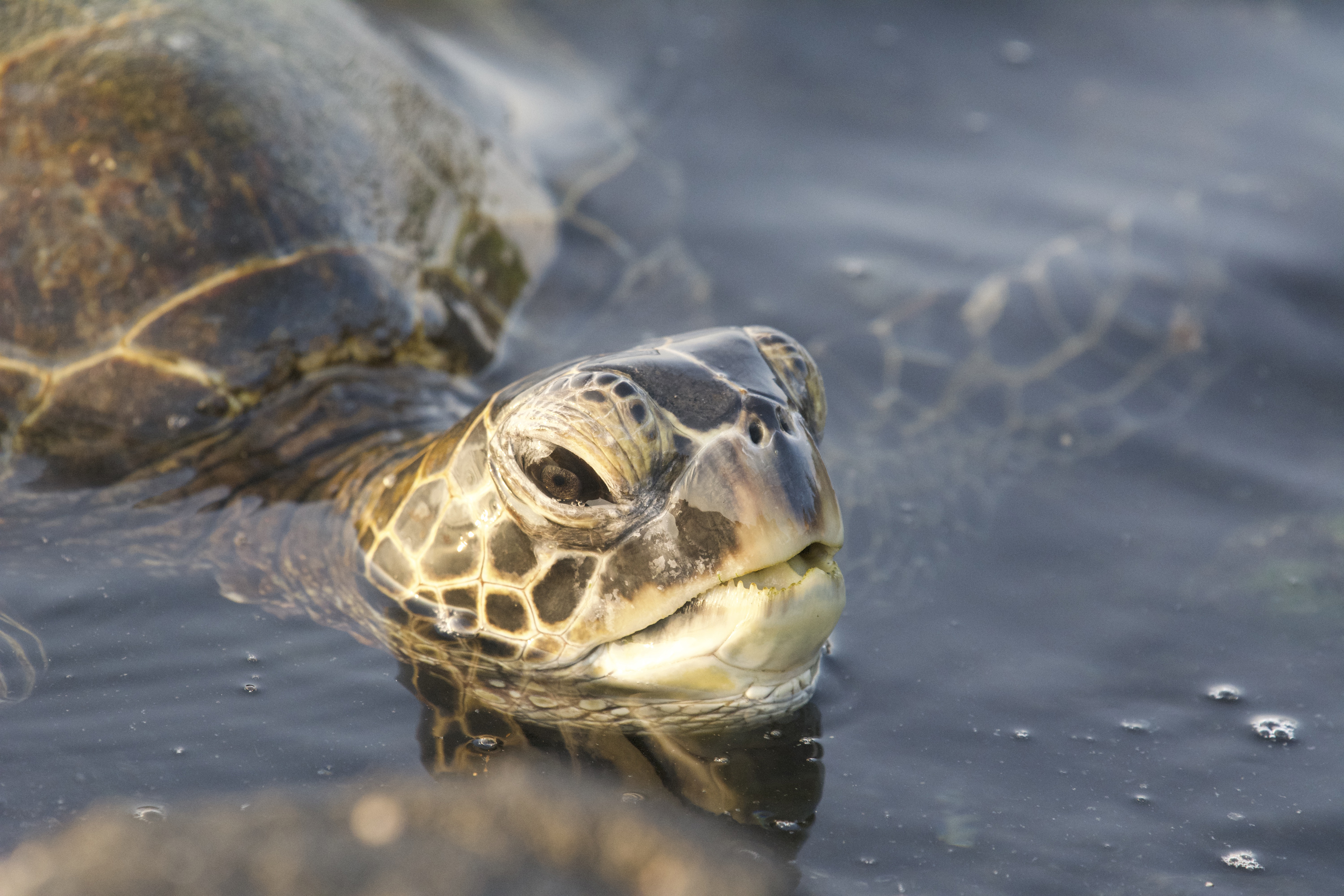 a green sea turtle on the surface of water