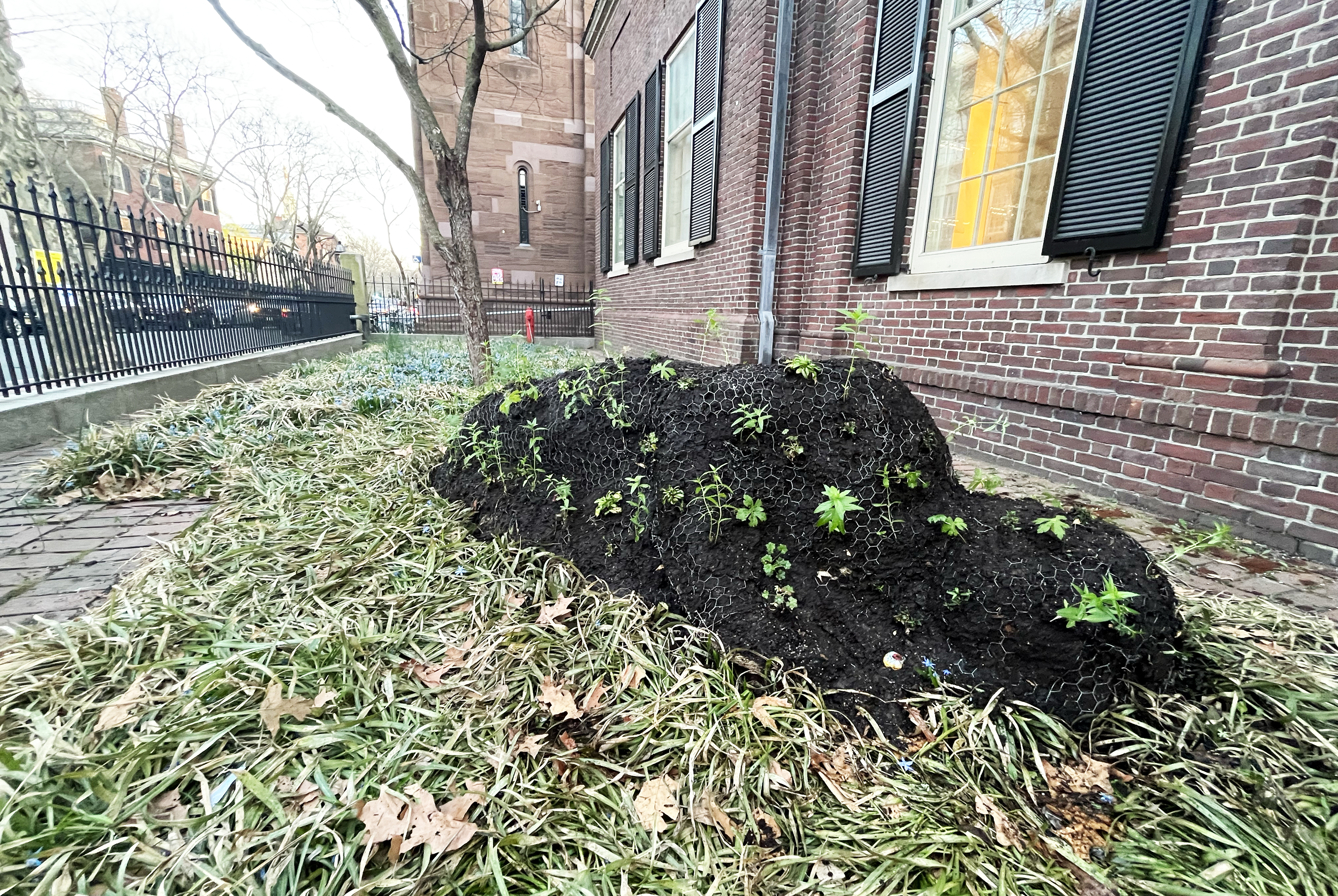 plants begin to poke through Peck's piece