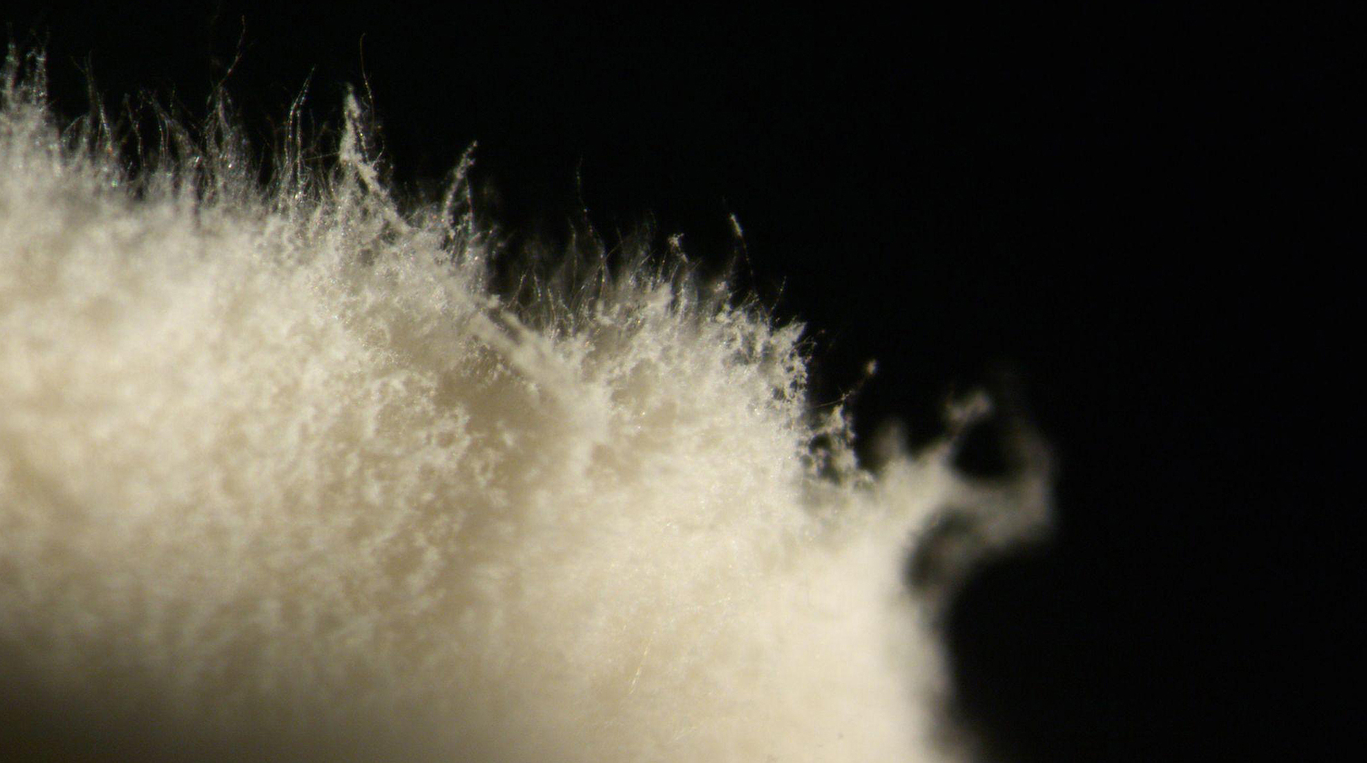 mycellium-based biomaterial as seen under a microscope