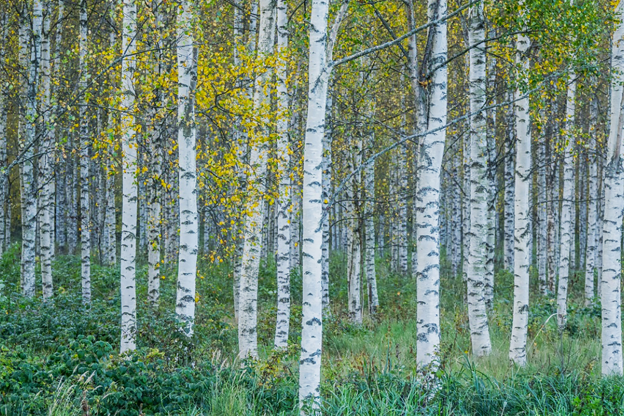 a stand of birch trees