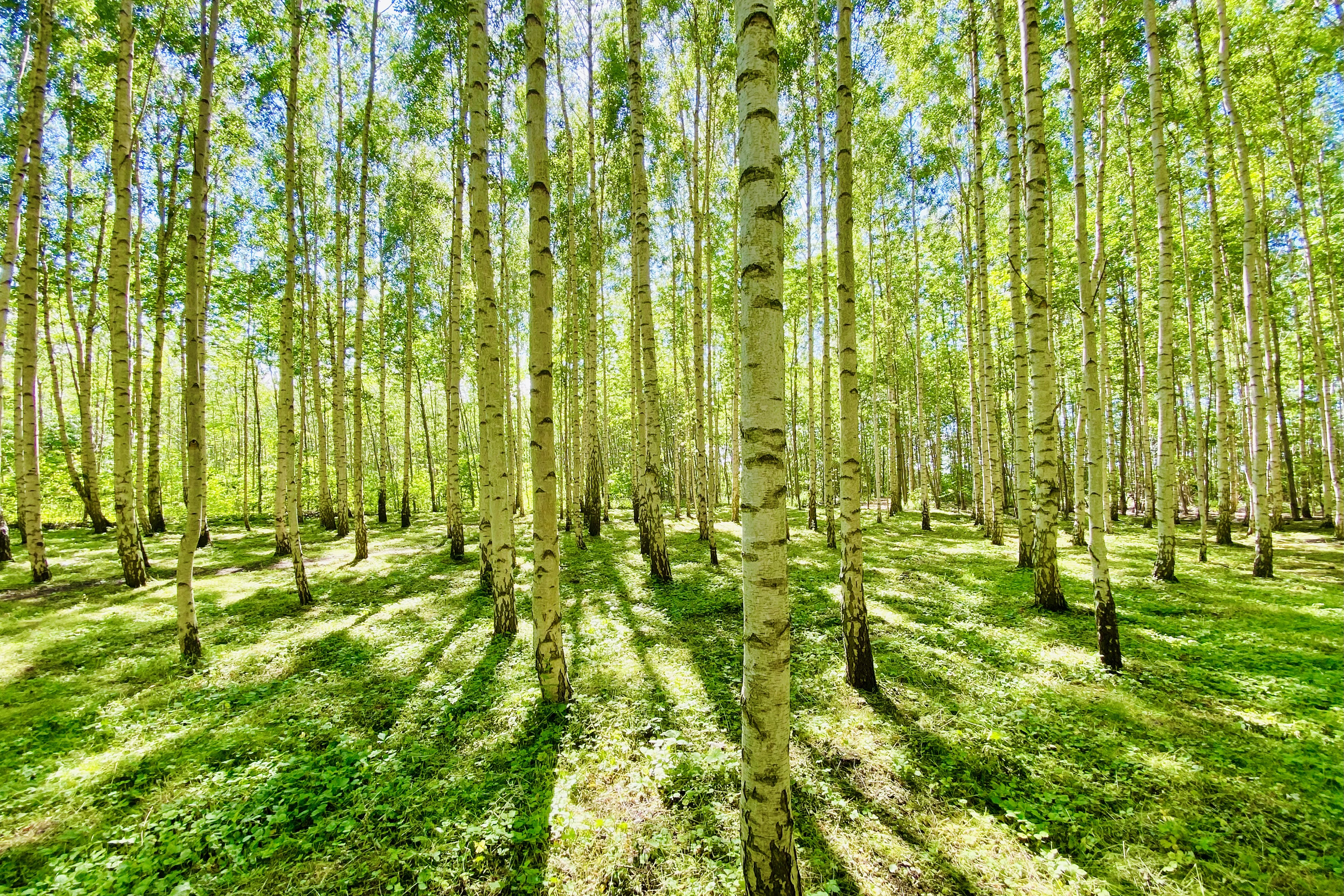dense birch grove in the sun