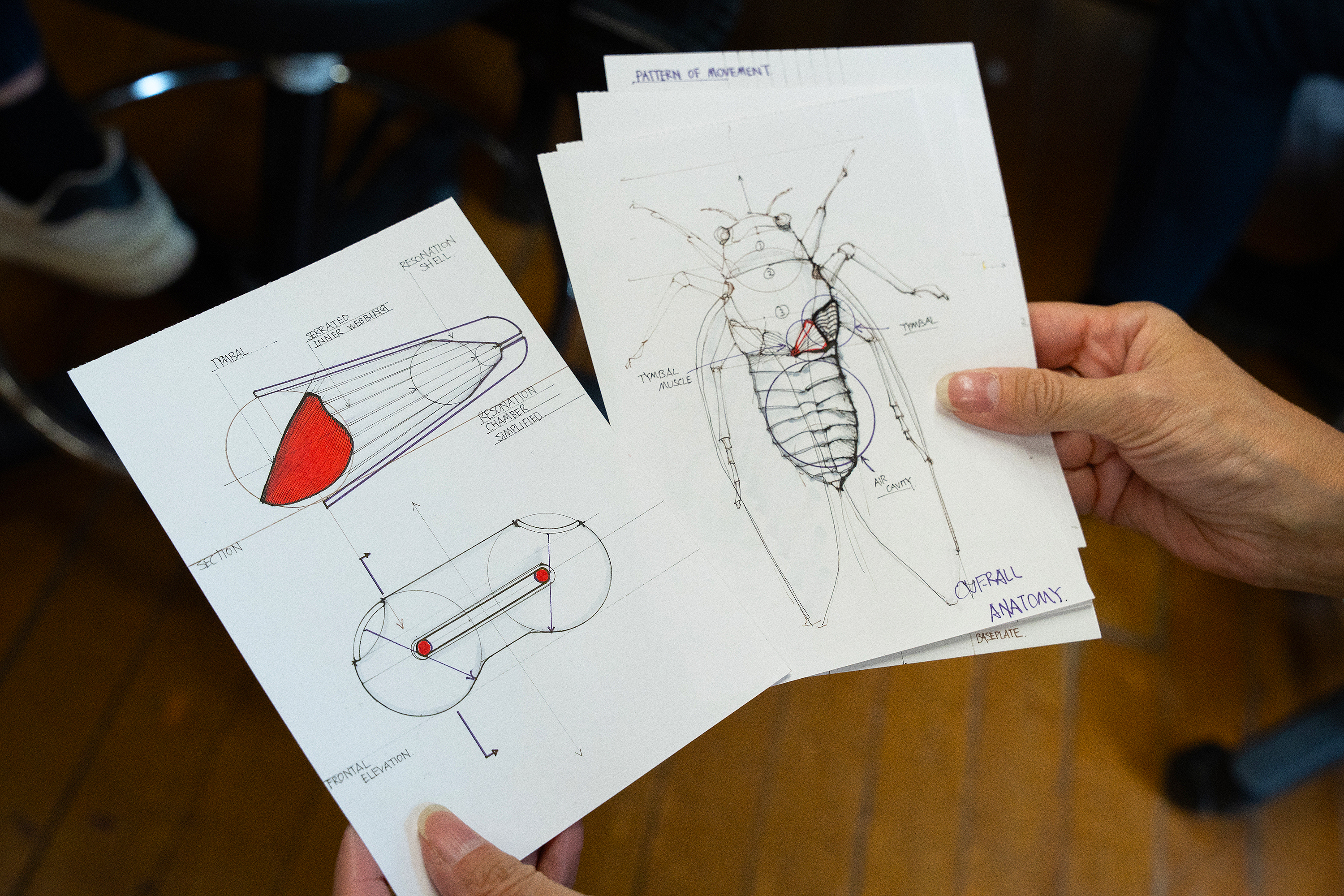 sketches of a cicada and the mechanism used to chirp