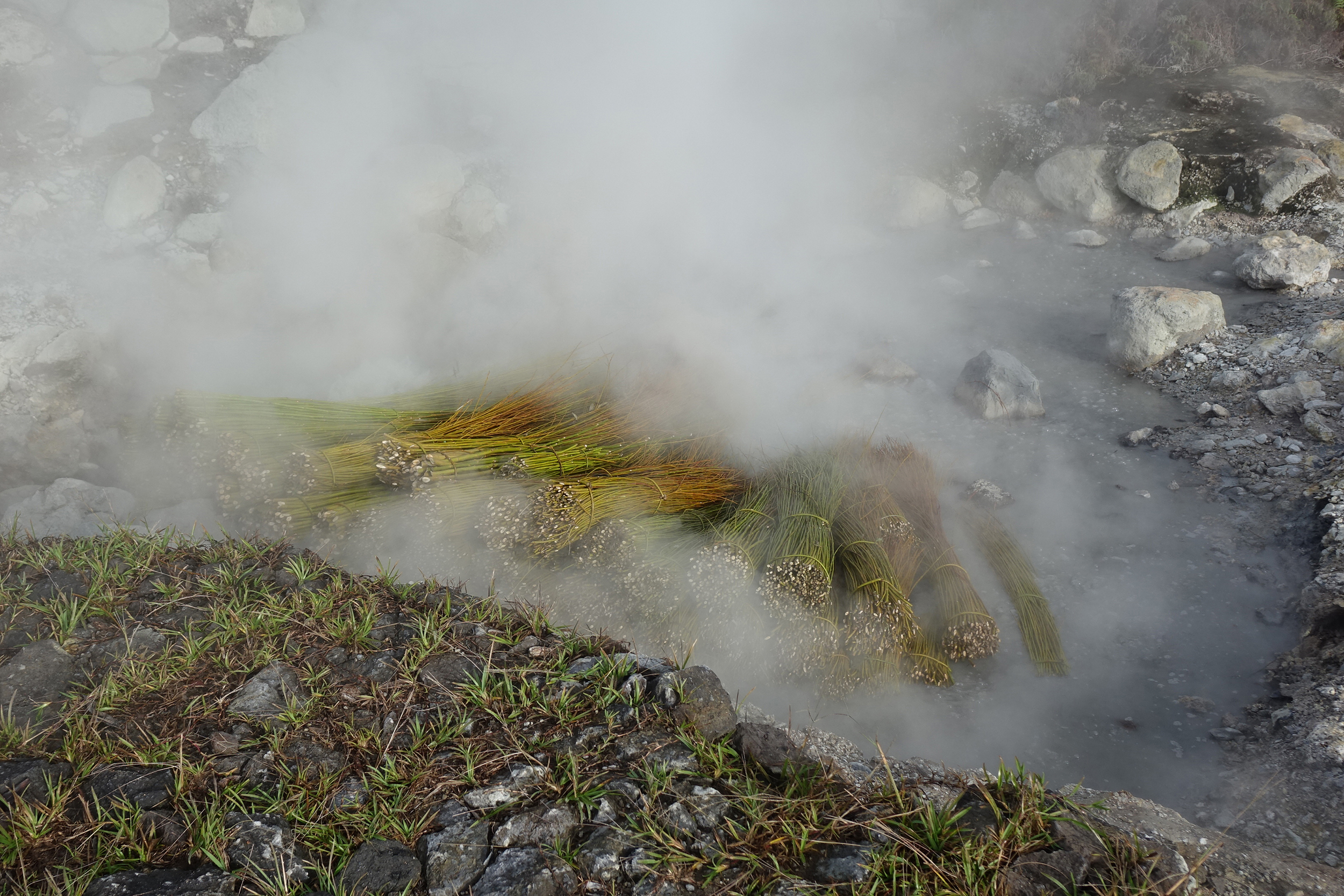 knotted grasses in a mist of fog