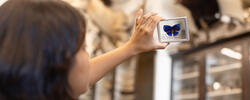 a student examines an encased blue butterfly specimen sample in front of several specimen cases
