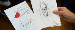 a pair of hands holds two pieces of paper, including one with an anatomical sketch of an insect