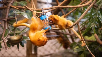 Golden lion tamarins investigate a puzzle feeder made by industrial design students