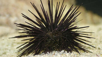 a sea urchin