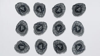 oyster shells laid out in a grid