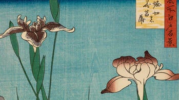 illustrated irises by Utagawa Hiroshige