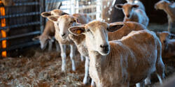shorn sheep in the barn at Ocean Hour Farm