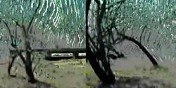 still from experimental student film showing digitally manipulated footage of trees