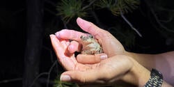 A person holds a frog