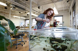 A person with red har is interacting with fish in a tank in the Nature Lab.