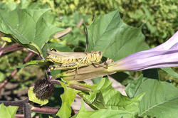 close-up photo of a green cricket on a leaf