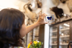 a student examines an encased blue butterfly specimen sample in front of several specimen cases