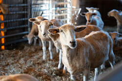 shorn sheep in the barn at Ocean Hour Farm