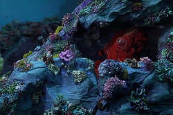 an octopus peaking out from an underwater reef