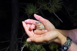 A person holds a frog