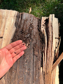 a hand holds dirt and remnants of wood from a split tree stump