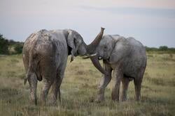 a photo of two elephants