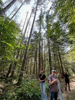 students walk through a forest with tall trees towering in the near background