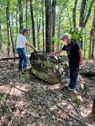 two people in a forest stand on either side of a large rock covered with lichen