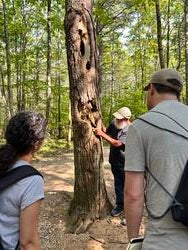 two people look on as another describes the wood of a red oak tree