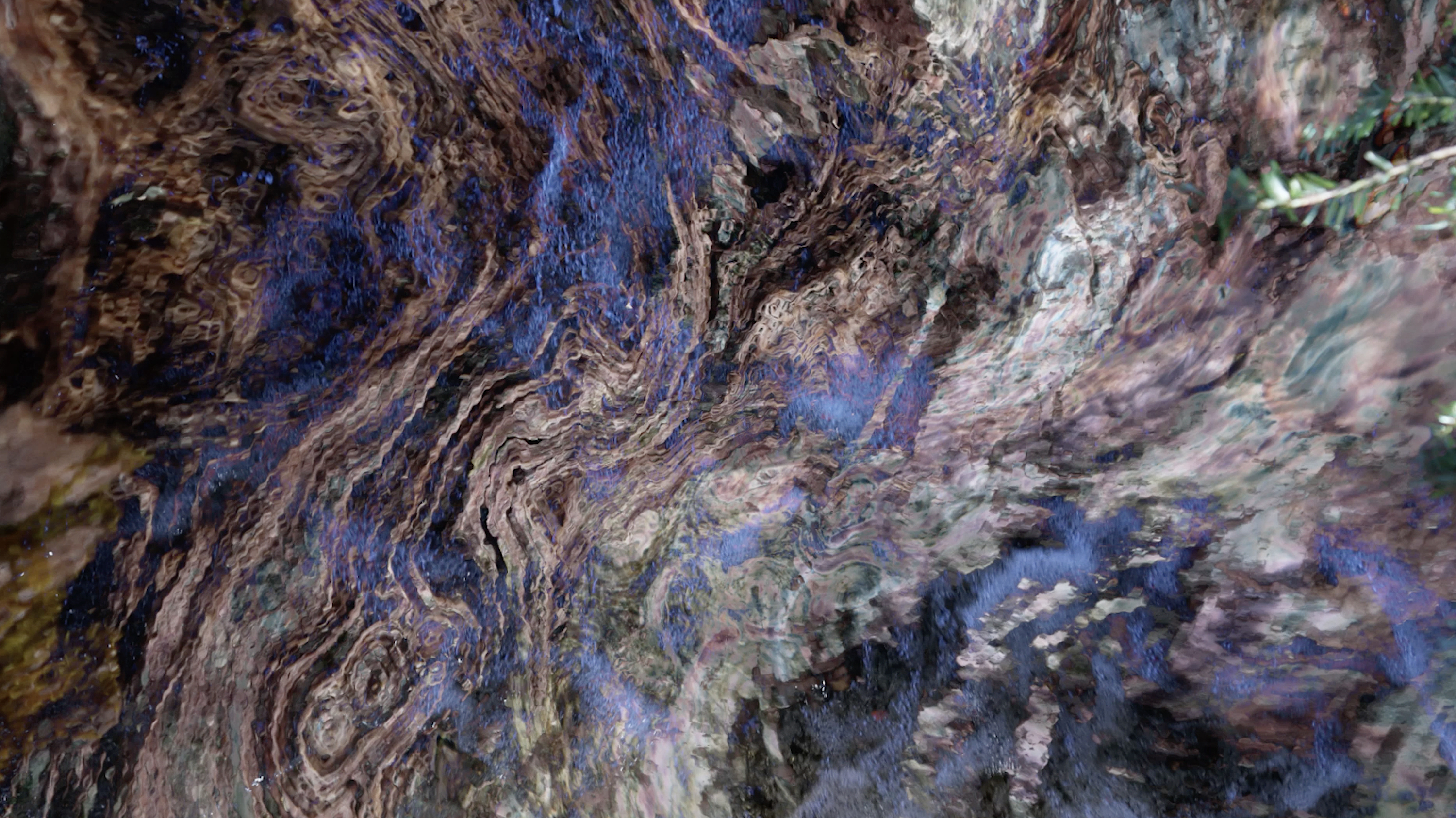 still from abstract animation of images shot in the woods