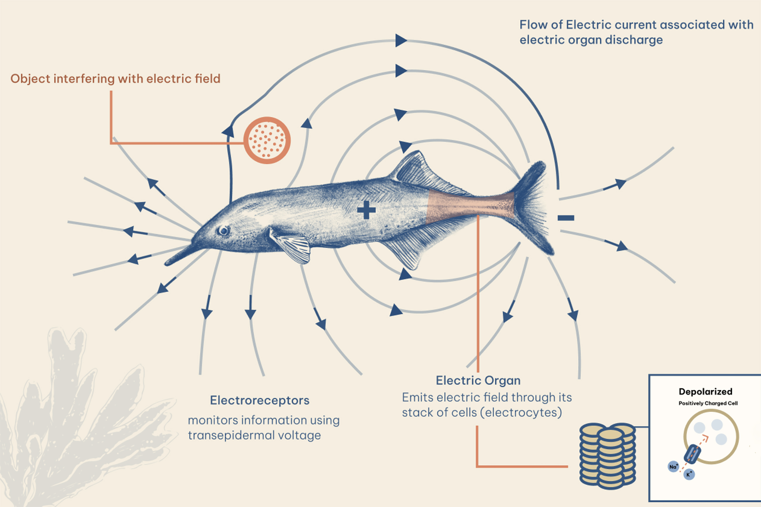 Wang's diagram of the elephant nose fish generating an electric field
