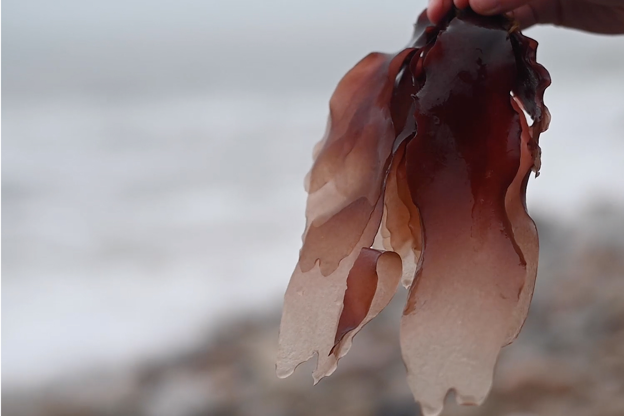 a handful of healthy seaweed collected off Block Island