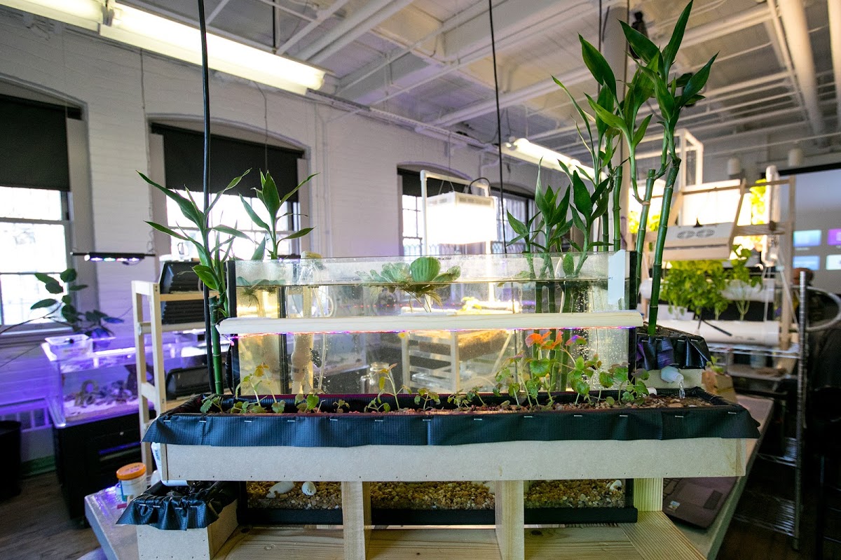 Large aquarium area containing plants and fish, in the Nature Lab