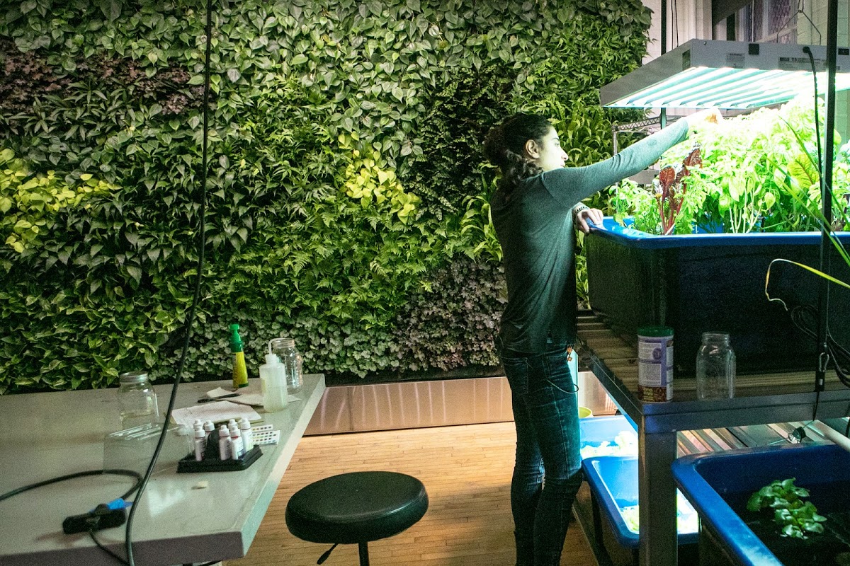 Student tends to plants under lights while in front of a wall of green growth