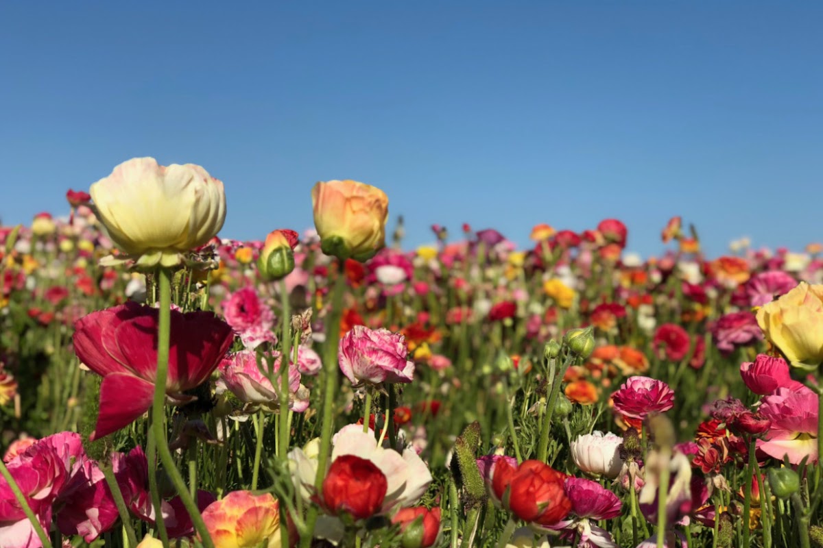 Vibrant field of flowers