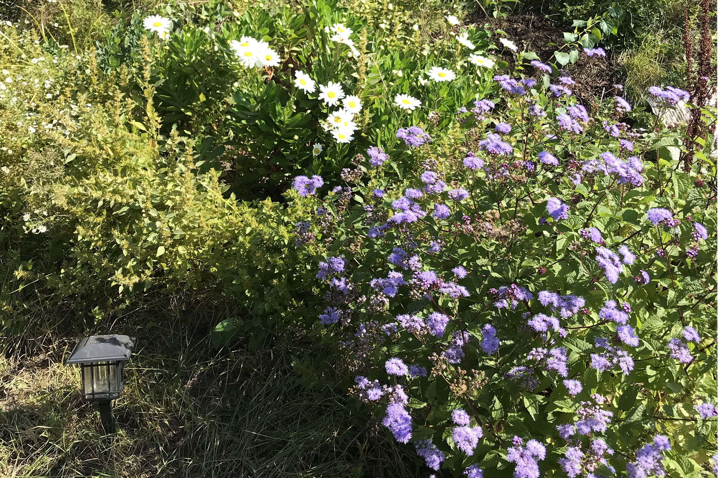 purple flowers growing in the plot