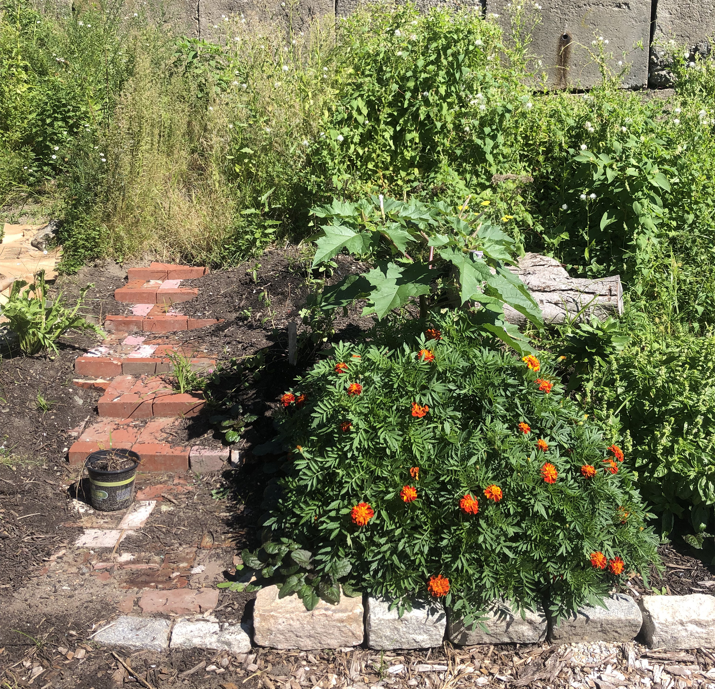 orange flowers in sunlight